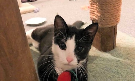 Cats in Tulsa looking for their fur-ever homes