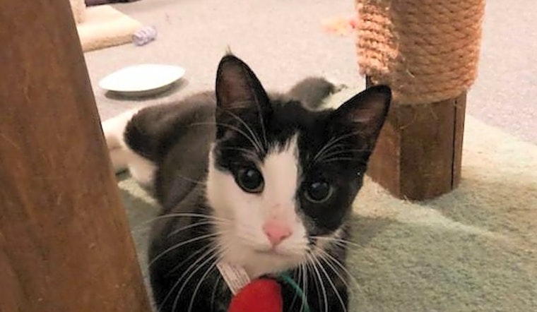 Cats in Tulsa looking for their fur-ever homes