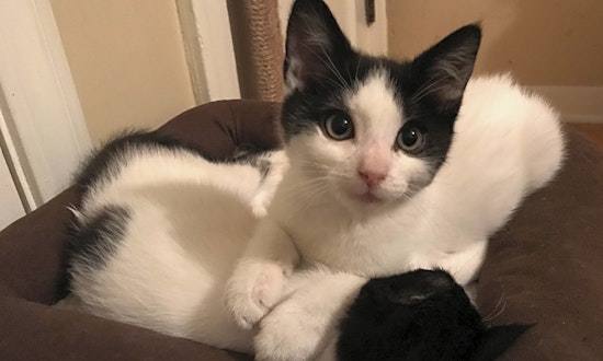 Kittens in Los Angeles looking for their fur-ever homes