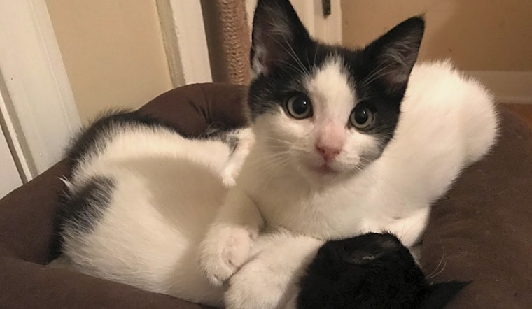 Kittens in Los Angeles looking for their fur-ever homes