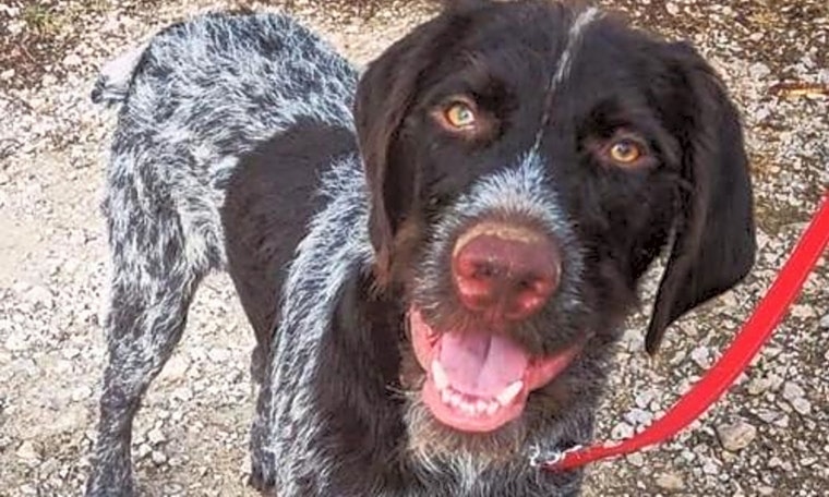 Dogs in Omaha looking for their fur-ever homes