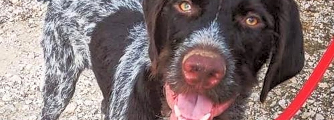 Dogs in Omaha looking for their fur-ever homes