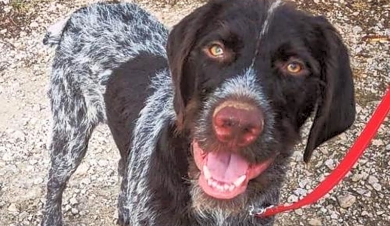 Dogs in Omaha looking for their fur-ever homes