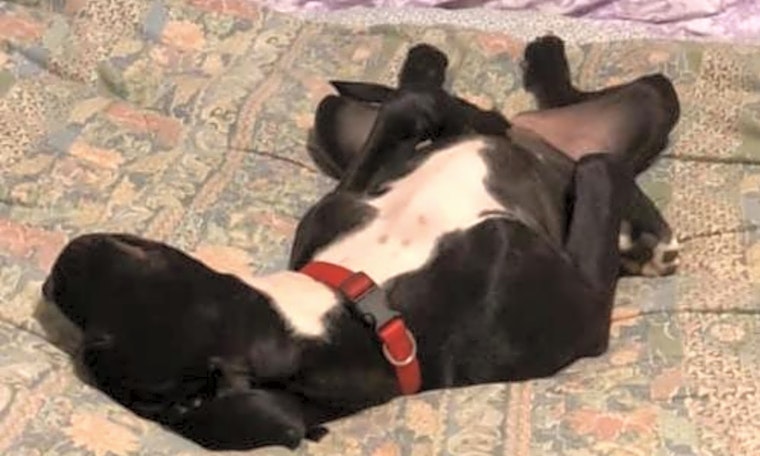Dogs in St. Louis looking for their fur-ever homes