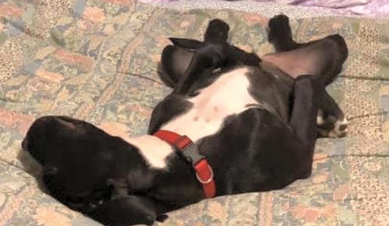 Dogs in St. Louis looking for their fur-ever homes
