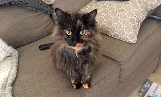 Cats in Washington looking for their fur-ever homes