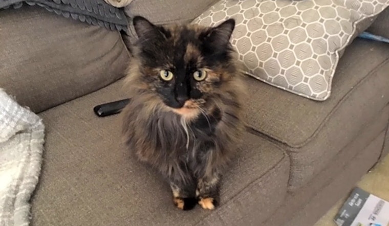 Cats in Washington looking for their fur-ever homes