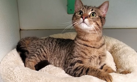 Cats in Dallas looking for their fur-ever homes