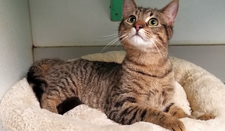 Cats in Dallas looking for their fur-ever homes