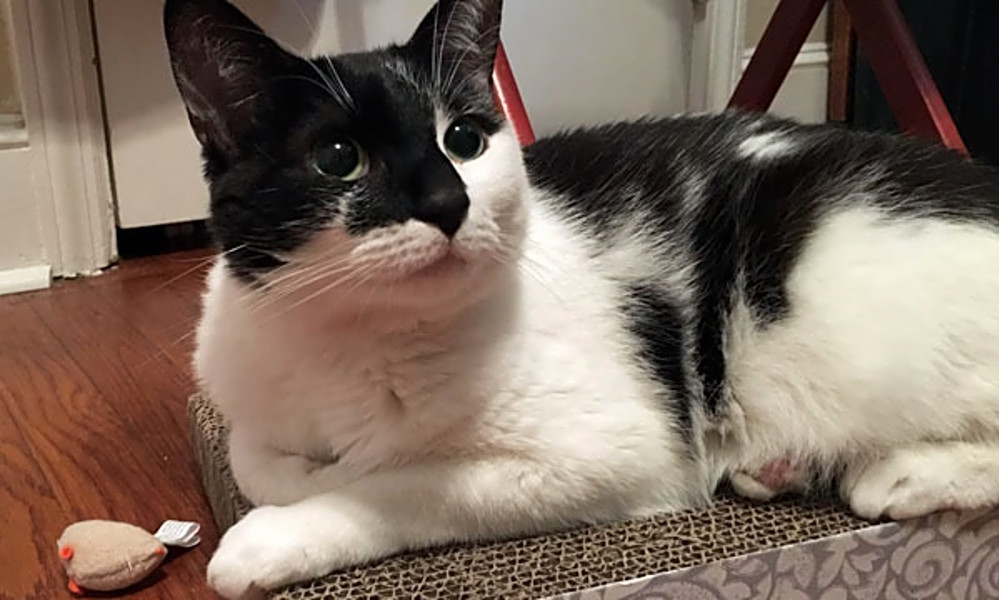 Cats in Durham looking for their furever homes