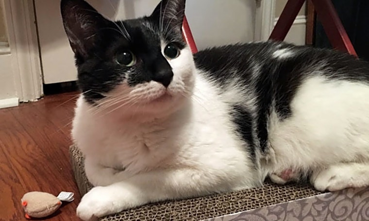 Cats in Durham looking for their fur-ever homes