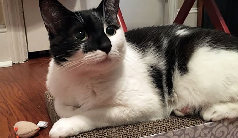 Cats in Durham looking for their fur-ever homes