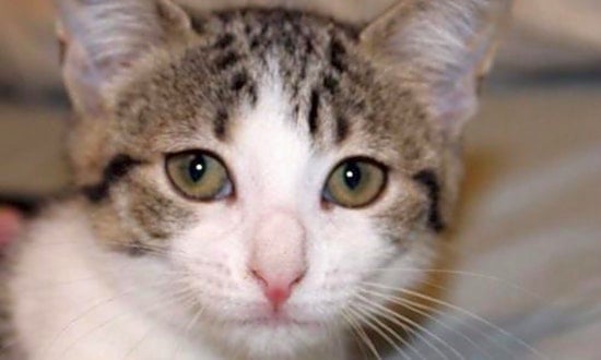 Kittens in Orlando looking for their fur-ever homes