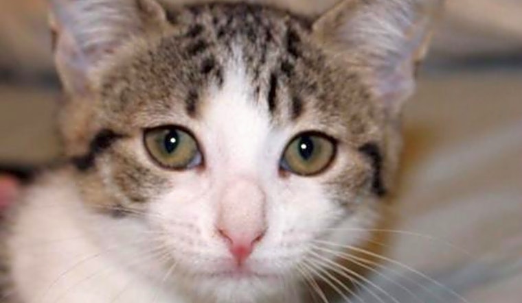 Kittens in Orlando looking for their fur-ever homes