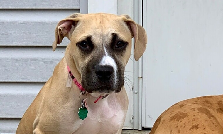 Puppies in Chicago looking for their fur-ever homes