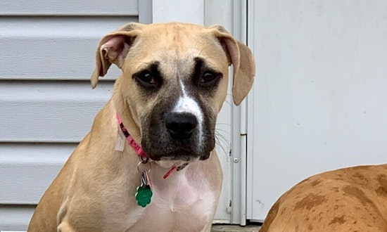 Puppies in Chicago looking for their fur-ever homes
