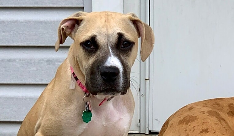 Puppies in Chicago looking for their fur-ever homes