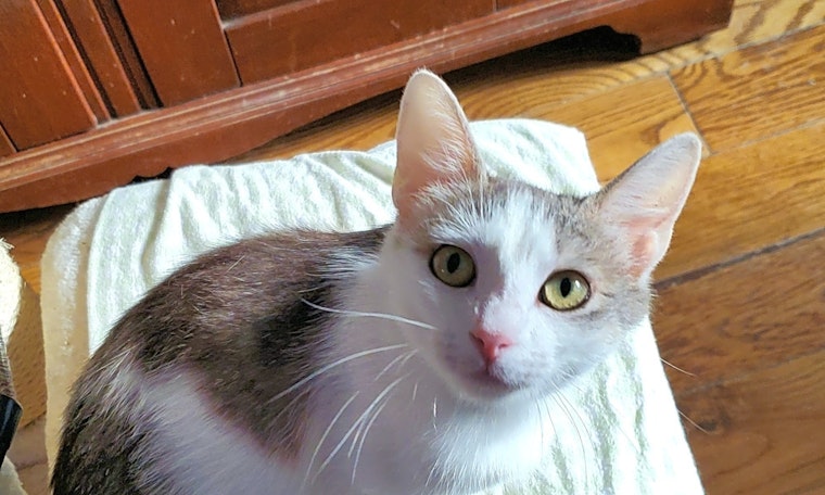 Cats in Kansas City looking for their fur-ever homes