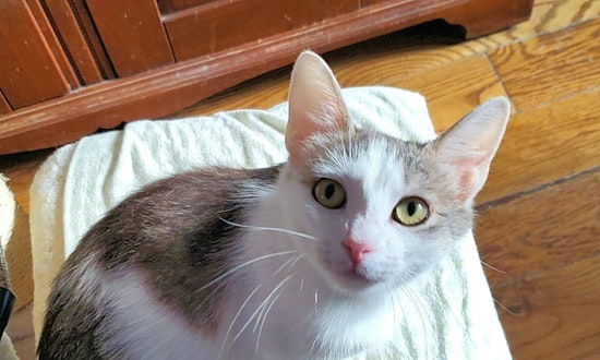 Cats in Kansas City looking for their fur-ever homes