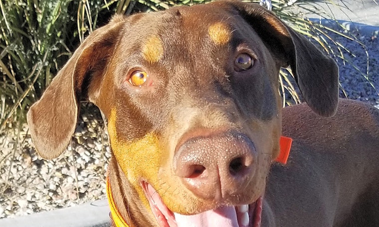 Puppies in Las Vegas looking for their fur-ever homes