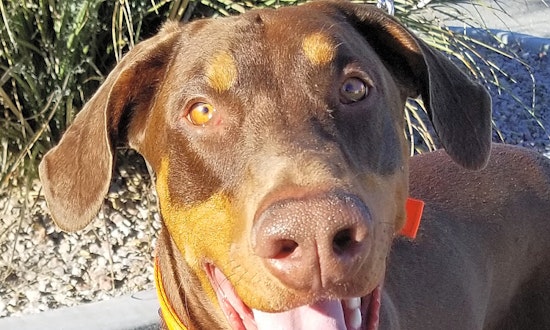 Puppies in Las Vegas looking for their fur-ever homes