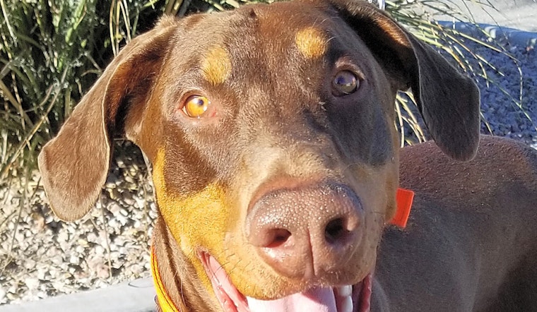 Puppies in Las Vegas looking for their fur-ever homes
