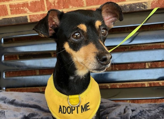 Dogs in Durham looking for their fur-ever homes