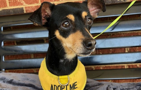 Dogs in Durham looking for their fur-ever homes