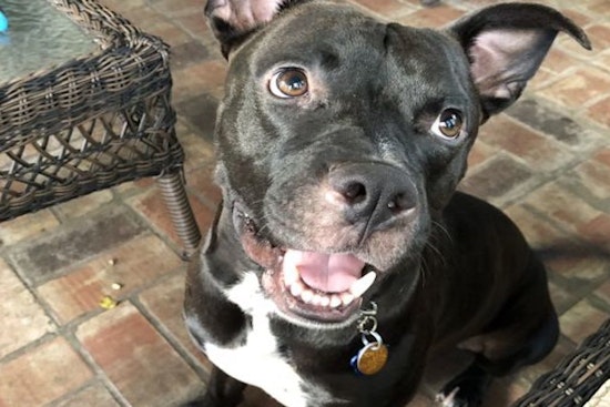 Puppies in Orlando looking for their fur-ever homes