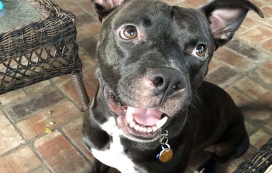Puppies in Orlando looking for their fur-ever homes
