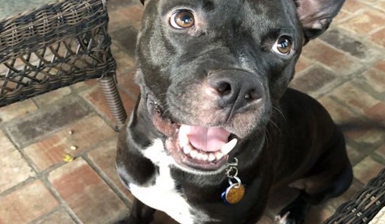Puppies in Orlando looking for their fur-ever homes