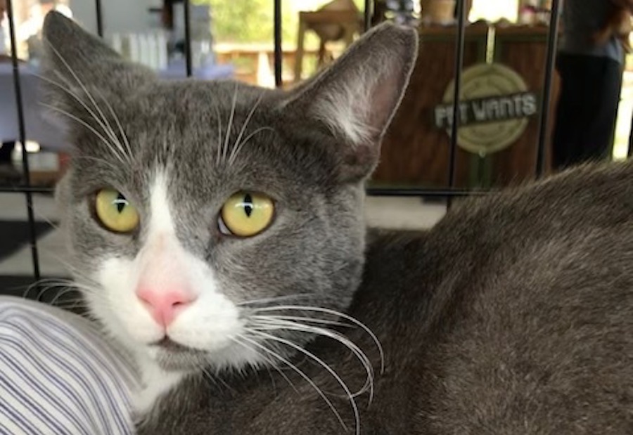 Cats in Miami looking for their furever homes