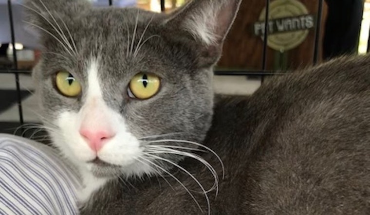 Cats in Miami looking for their fur-ever homes