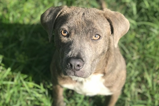 Dogs in Tampa looking for their fur-ever homes