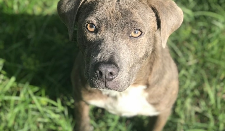 Dogs in Tampa looking for their fur-ever homes