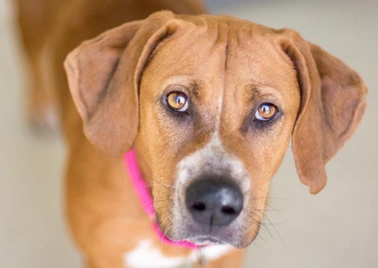 Dogs in Saint Petersburg looking for their fur-ever homes