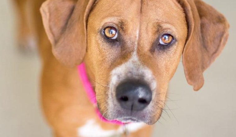 Dogs in Saint Petersburg looking for their fur-ever homes