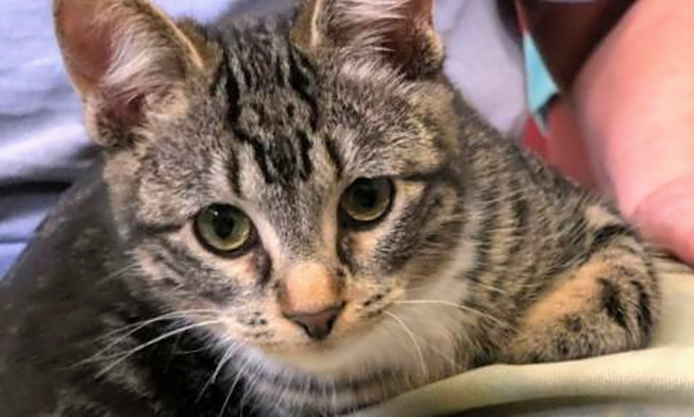 Cats in Fresno looking for their furever homes