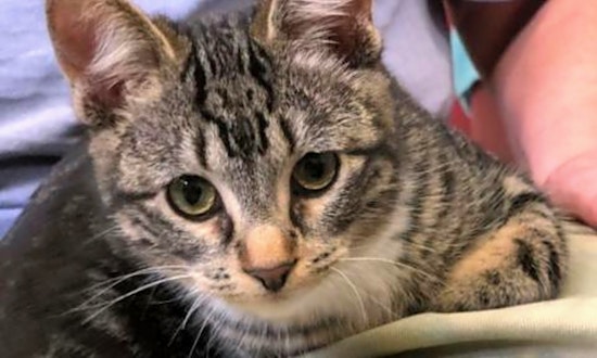Cats in Fresno looking for their fur-ever homes