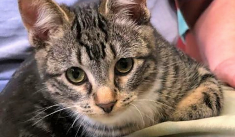Cats in Fresno looking for their fur-ever homes