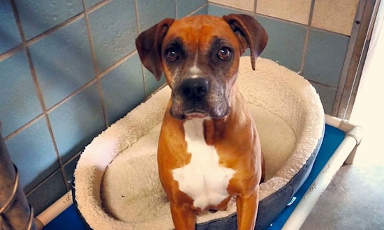 Dogs in Houston looking for their fur-ever homes