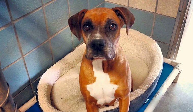 Dogs in Houston looking for their fur-ever homes