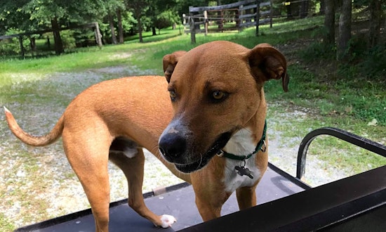 Puppies in Raleigh looking for their fur-ever homes