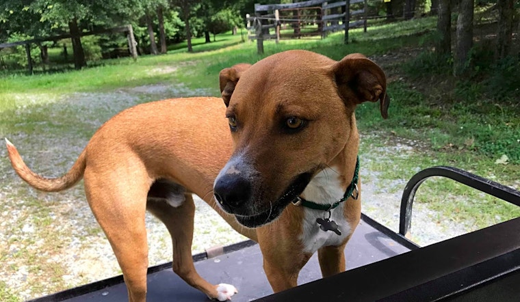 Puppies in Raleigh looking for their fur-ever homes