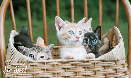 Kittens in Cincinnati looking for their fur-ever homes