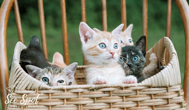 Kittens in Cincinnati looking for their fur-ever homes