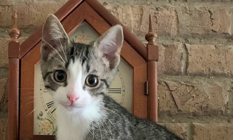 Kittens in Fort Worth looking for their fur-ever homes