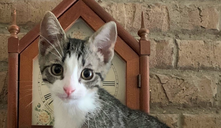 Kittens in Fort Worth looking for their fur-ever homes