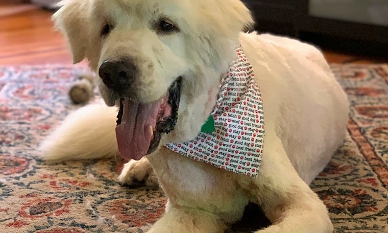 Dogs in Indianapolis looking for their fur-ever homes