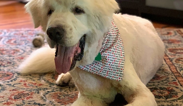 Dogs in Indianapolis looking for their fur-ever homes